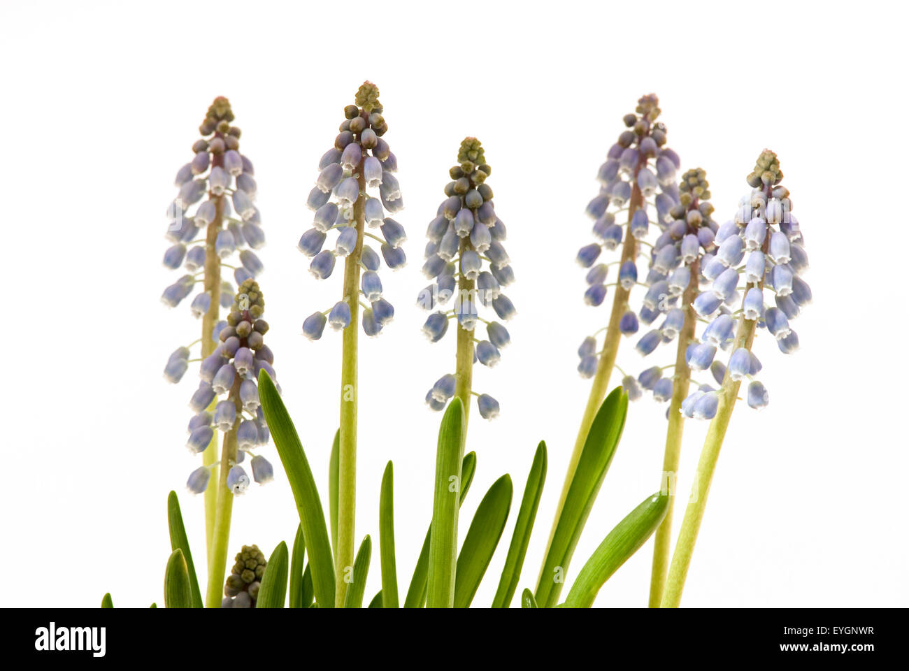 Stärke-Grape Hyacinth (Muscari Neglectum) Blüten, Makro erschossen Stockfoto