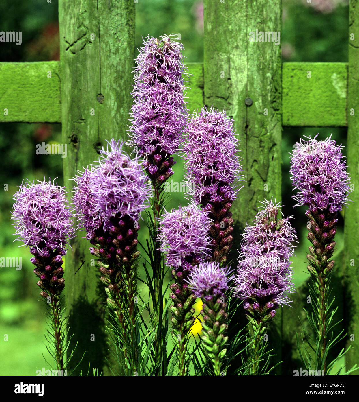 Prachtscharte, Liatris, Spicata, Stockfoto