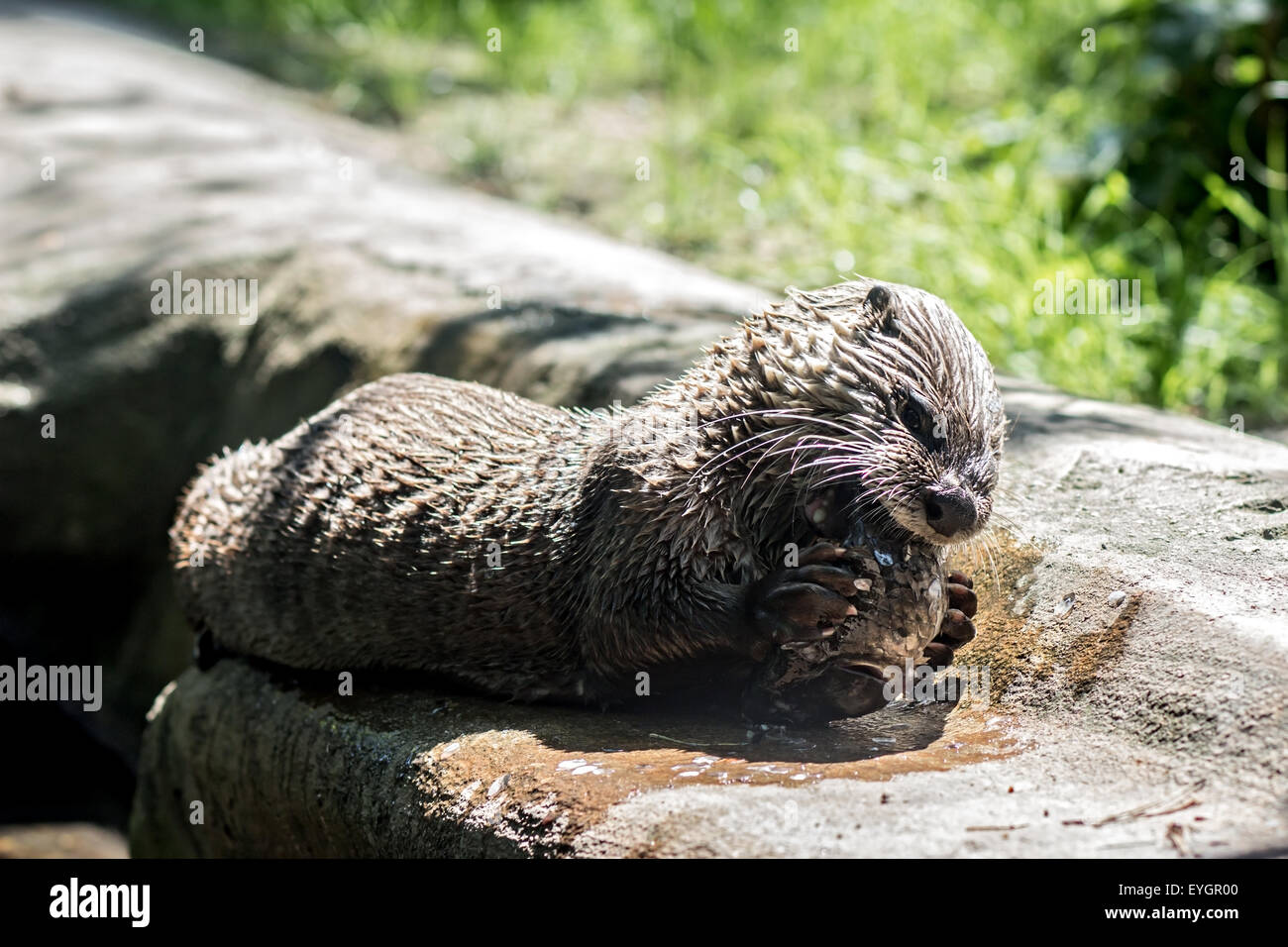 Fischotter (Lontra Canadensis) gefangen Fischen und Essen seinen am Ufer Stockfoto