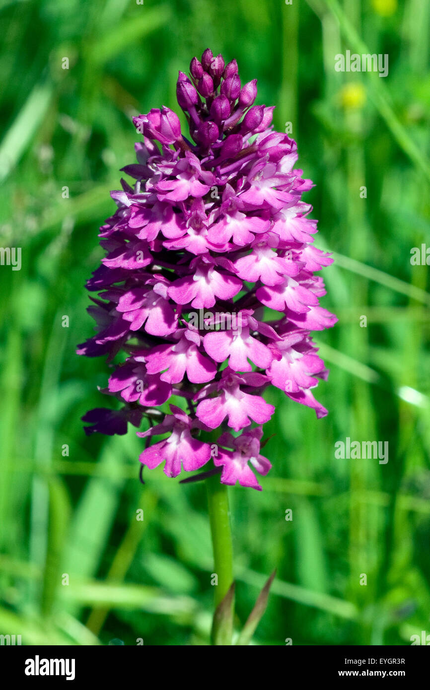 Pyramidenorchidee, PyramidenOrchidee, Anacamptis Pyramidalis