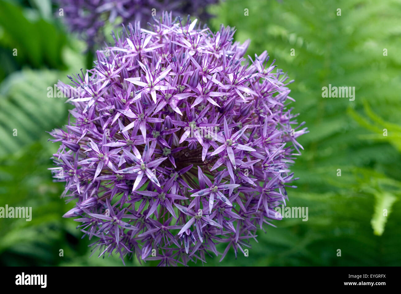 RIESEN LAUCH WEISS (Allium Giganteum) – 30 Samen, Winterhart, Wuchshöhe Bis 150 Cm, Weiße Kugeln Bis 20 Cm – Zierlauch Für Garten, Beet & Vase