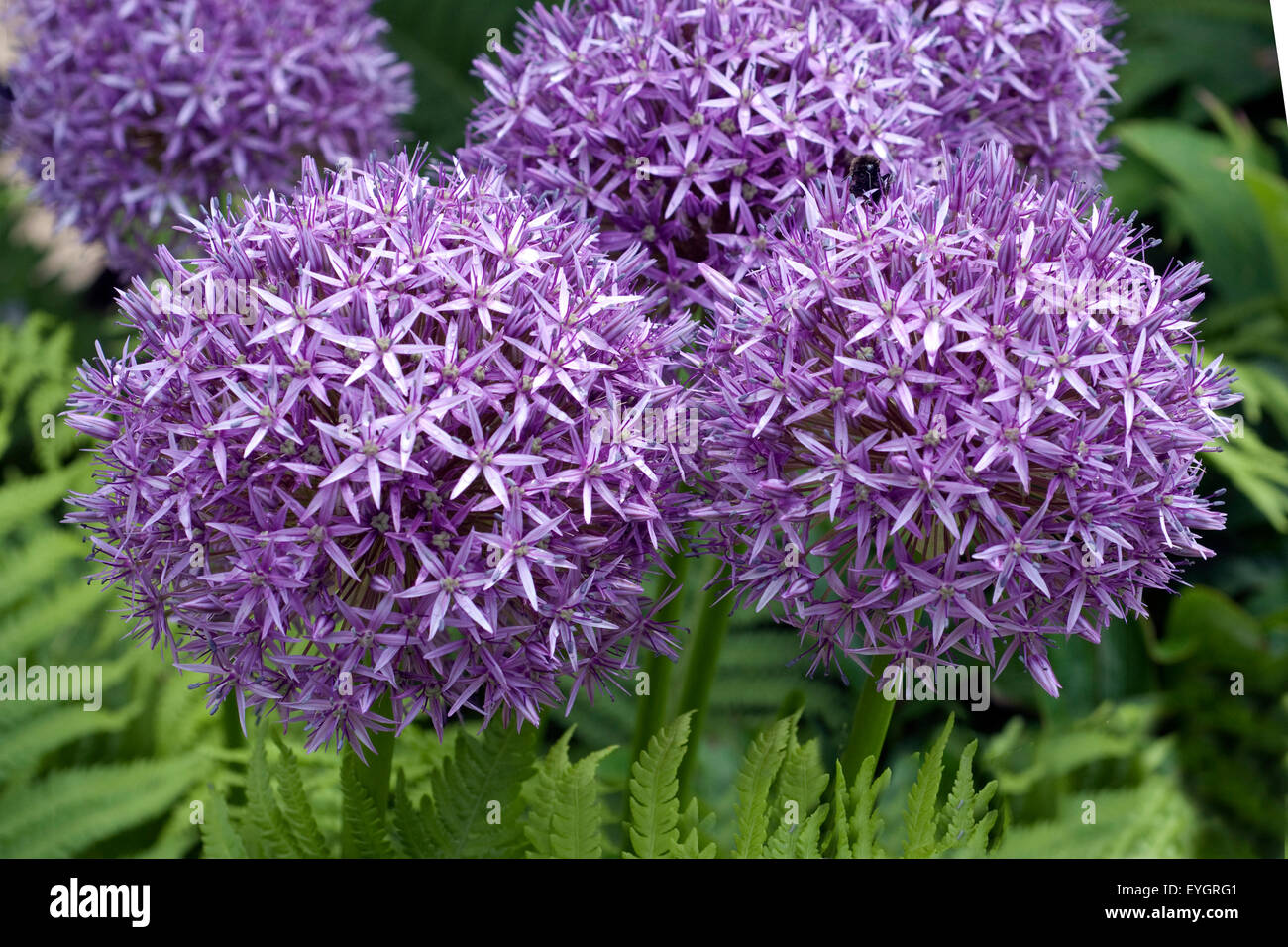 Riesenlauch, Allium, Giganteum, Riesen-Lauch, Stockfoto