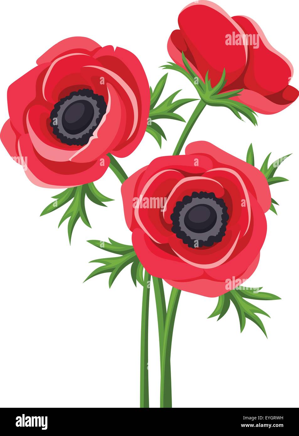 Rote Anemone Blumen. Vektor-Illustration. Stock Vektor