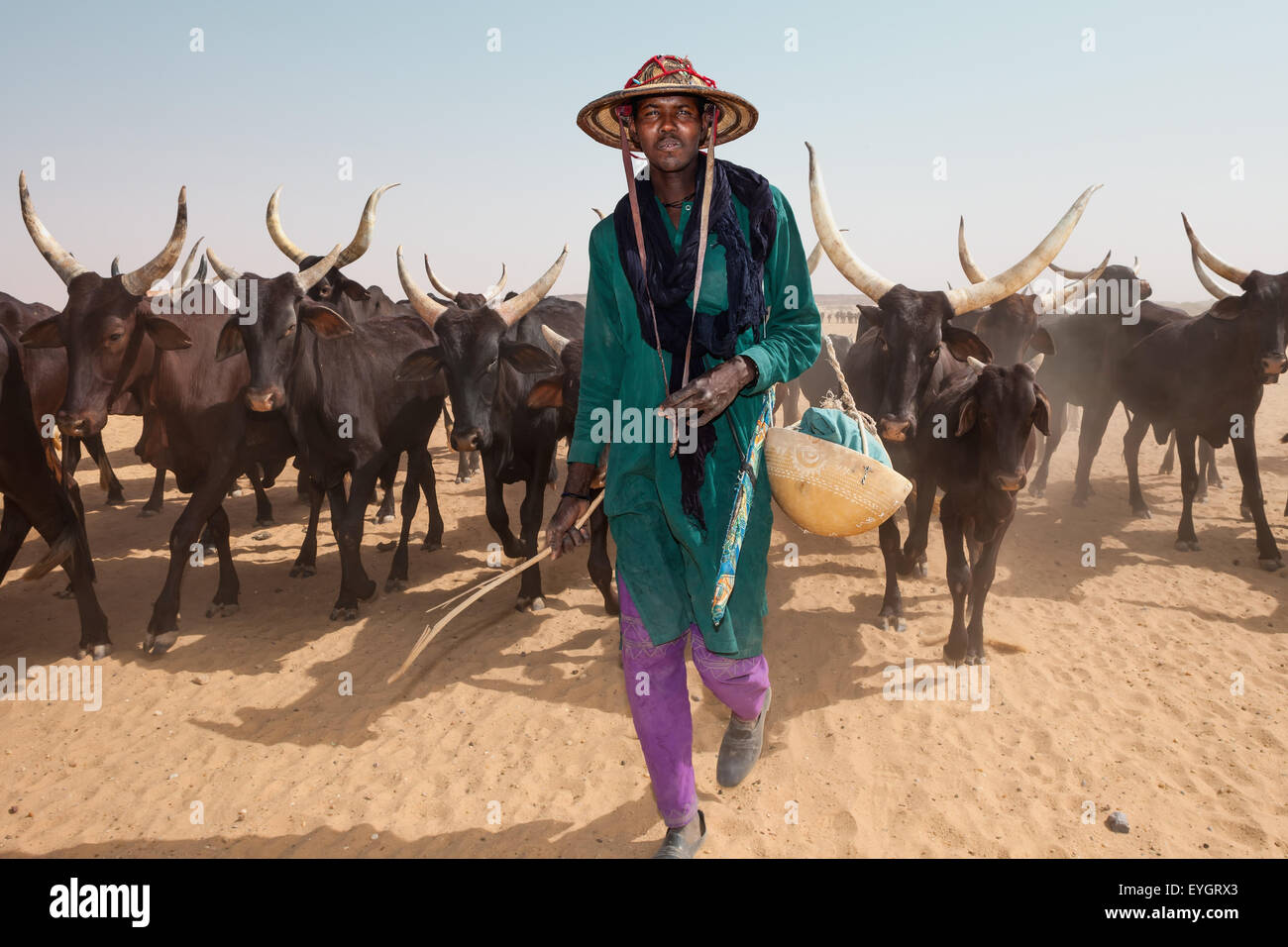 Niger, Peul Bororo oder Woodabe Viehwirtschaft. Tiguidit Böschung; Wüste Sahara Stockfoto