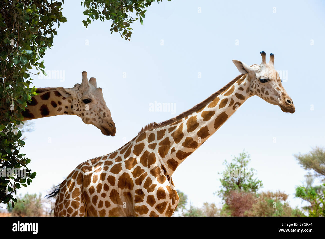 Afrika, afrikanische Tiere, blauer Himmel, gefährdet Stockfoto