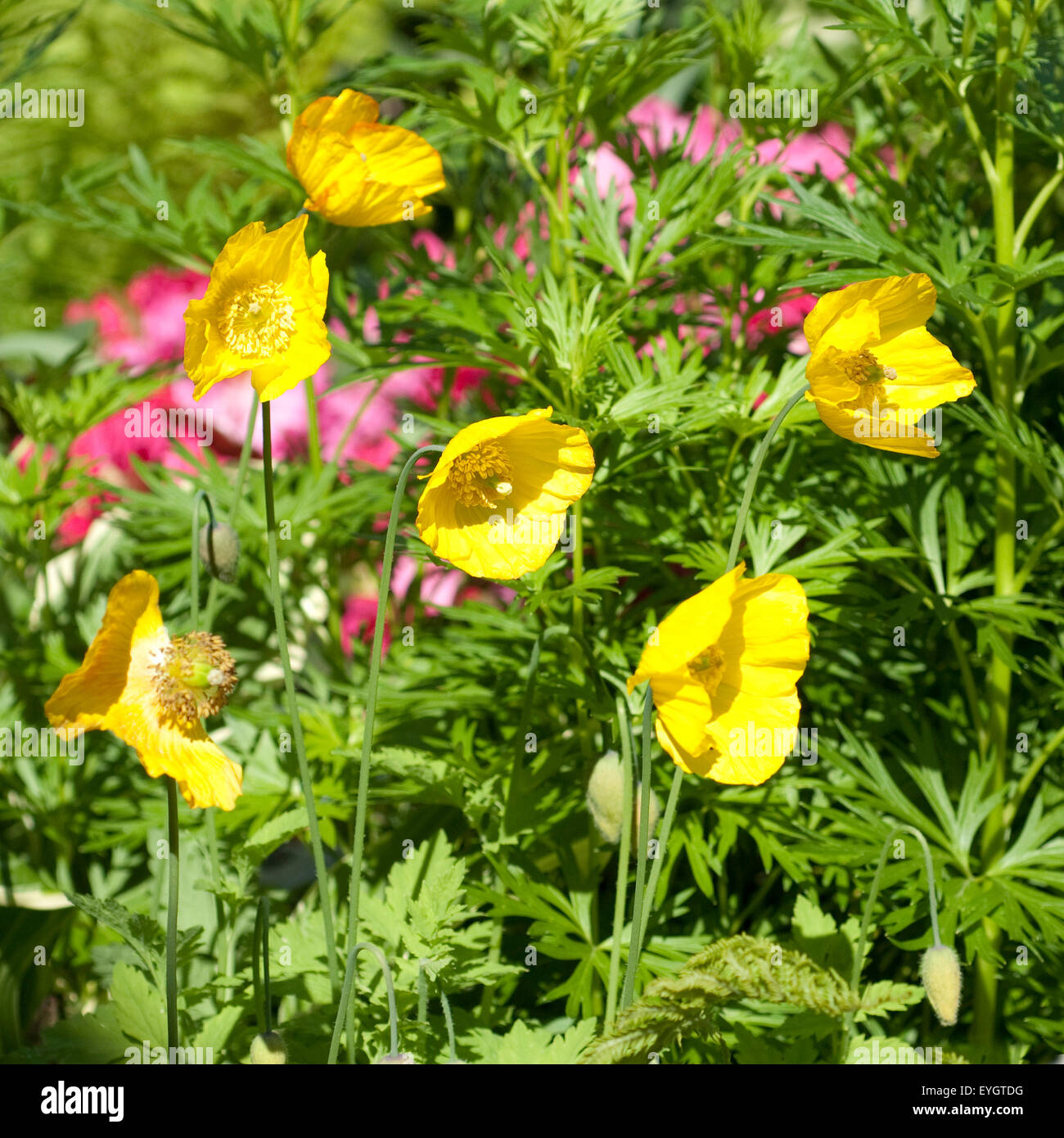 Scheinmohn, Meconopsis, Cambrica, Stockfoto