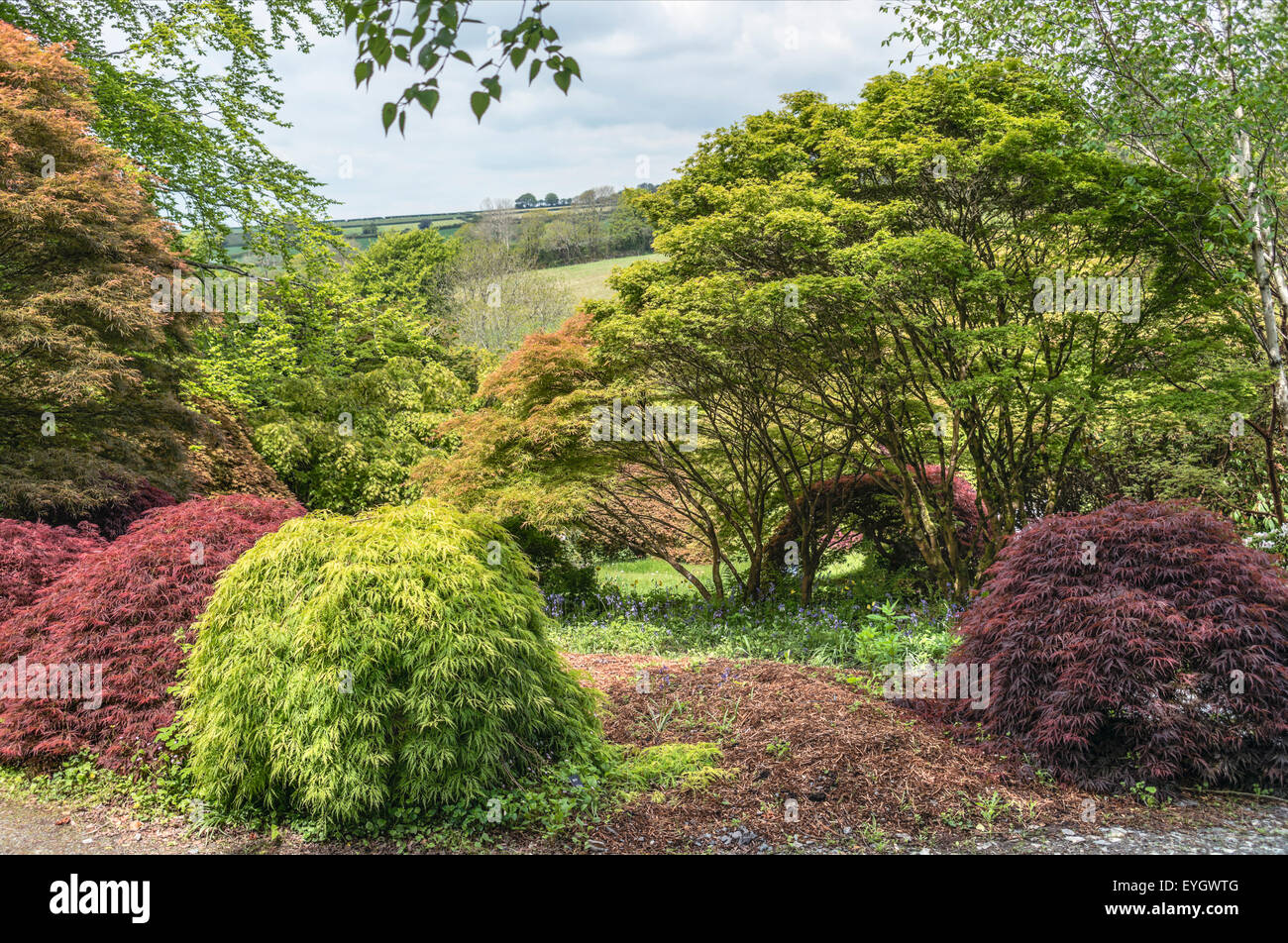 Acer Lichtung an der Garten Haus, Yelverton, Devon, England Stockfoto