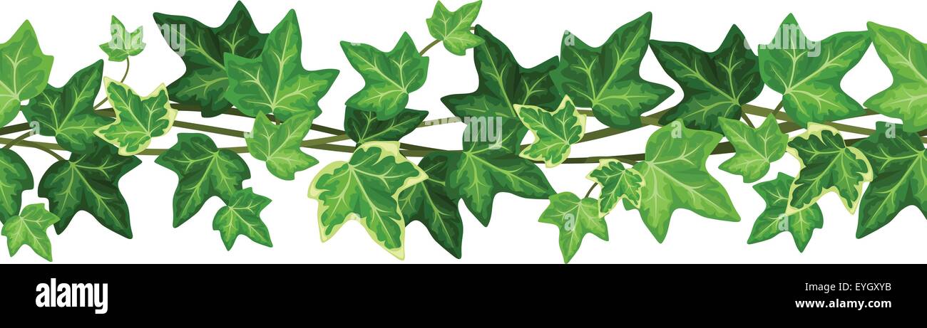 njoy efeutute Efeutute Scindapsus Pictus Trebie, Marble Queen, N'joy, Philodendron N –  vielgrün
