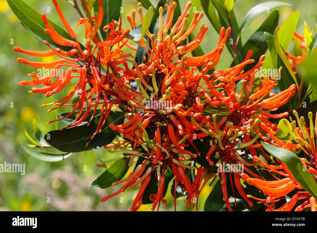 Hellen Mai Blumen von den chilenischen Feuer Busch, Embothrium coccineum Stockfoto