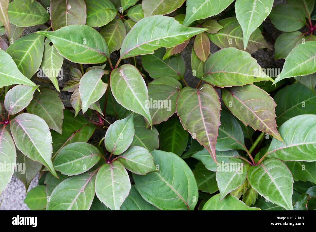 Sumer Laub selbst anhaftende winterharte Kletterpflanze, Parthenocissus henryana Stockfoto