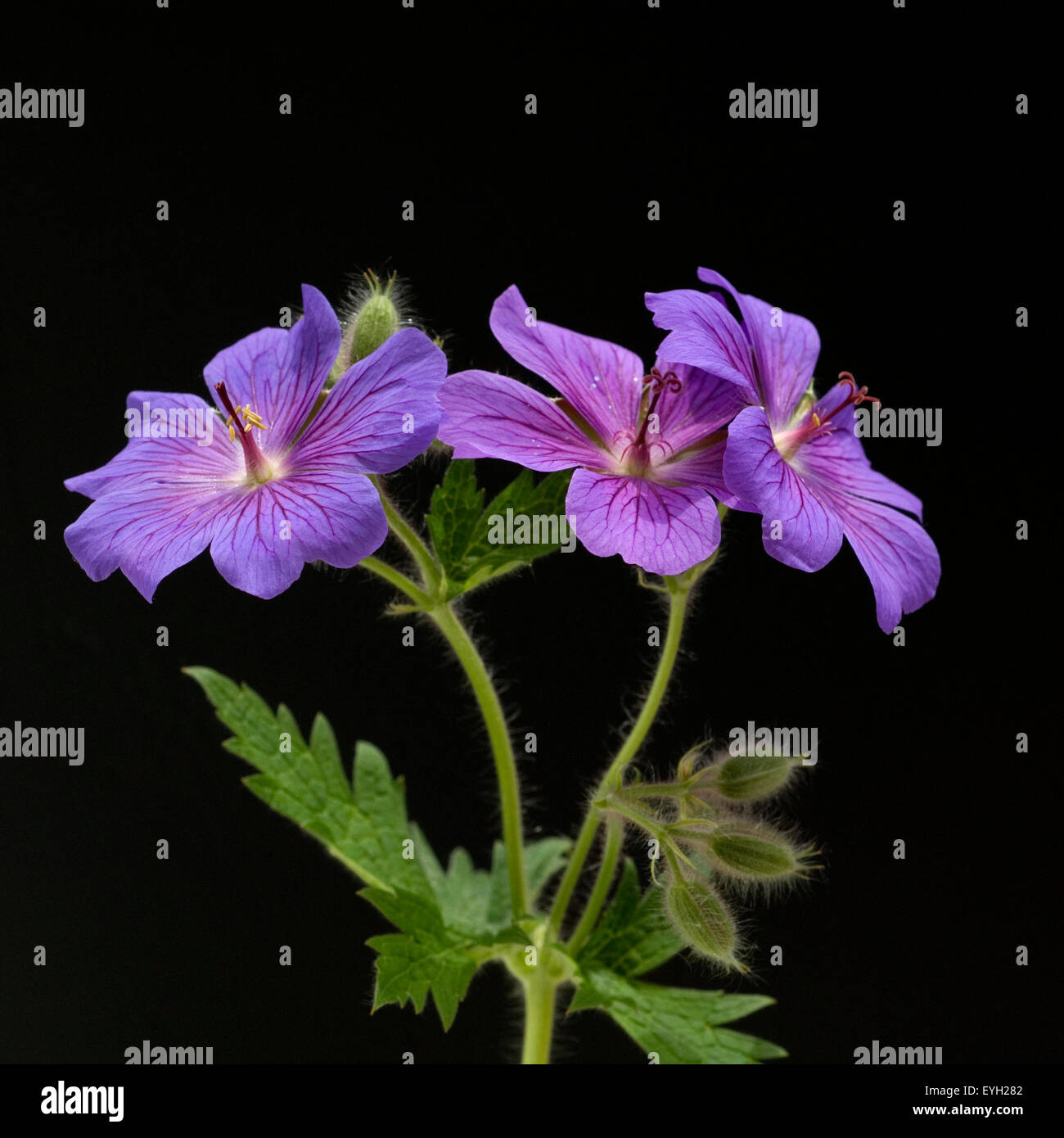 Storchschnabel; Geranium x magnificum Stockfoto