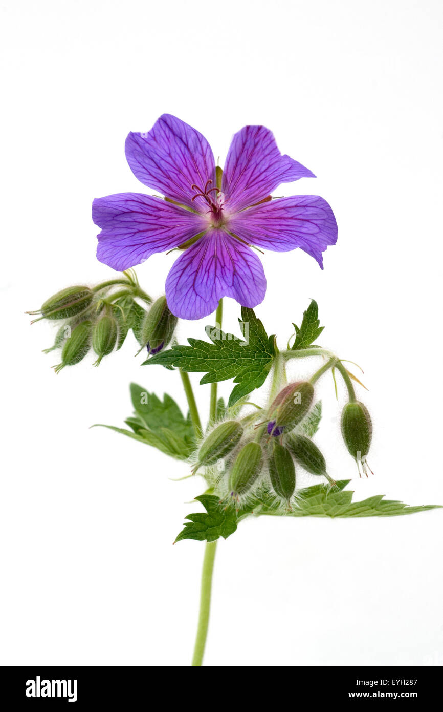 Storchschnabel; Geranium x magnificum Stockfoto