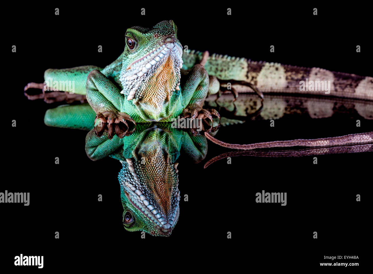 Chinese Water Dragon, Physignathus cocincinus Stockfoto