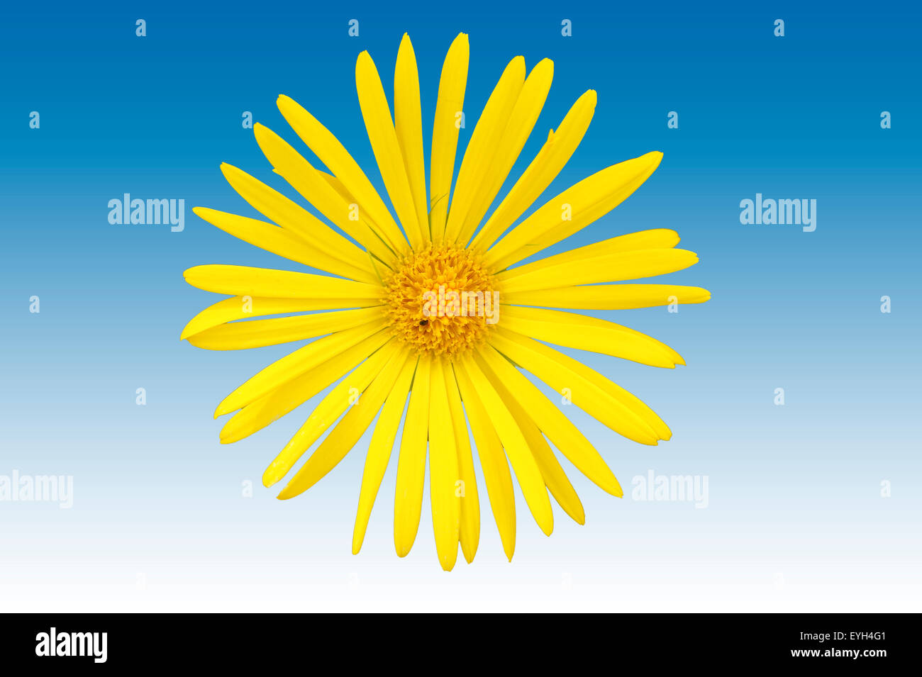 Isolierte Ochsen-Auge Blume Stockfoto