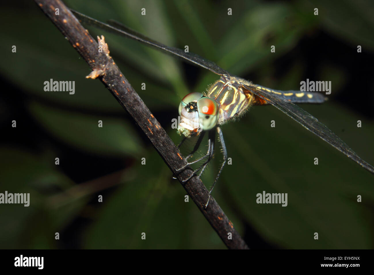 Eine Libelle auf einem Zweig Fütterung auf ein Beutetier. Stockfoto