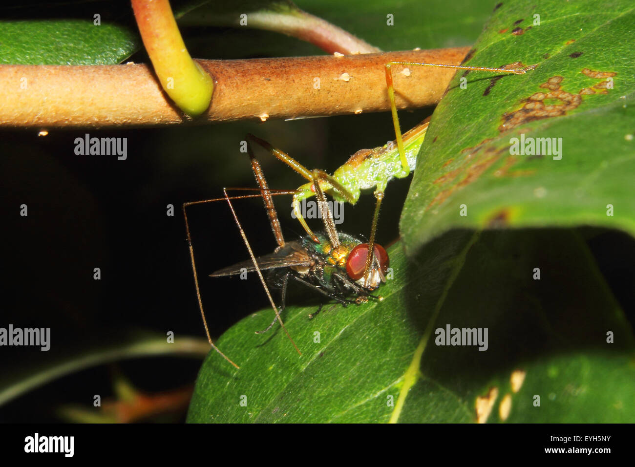 Ein Attentäter Bug Fütterung auf eine Fliege. Stockfoto
