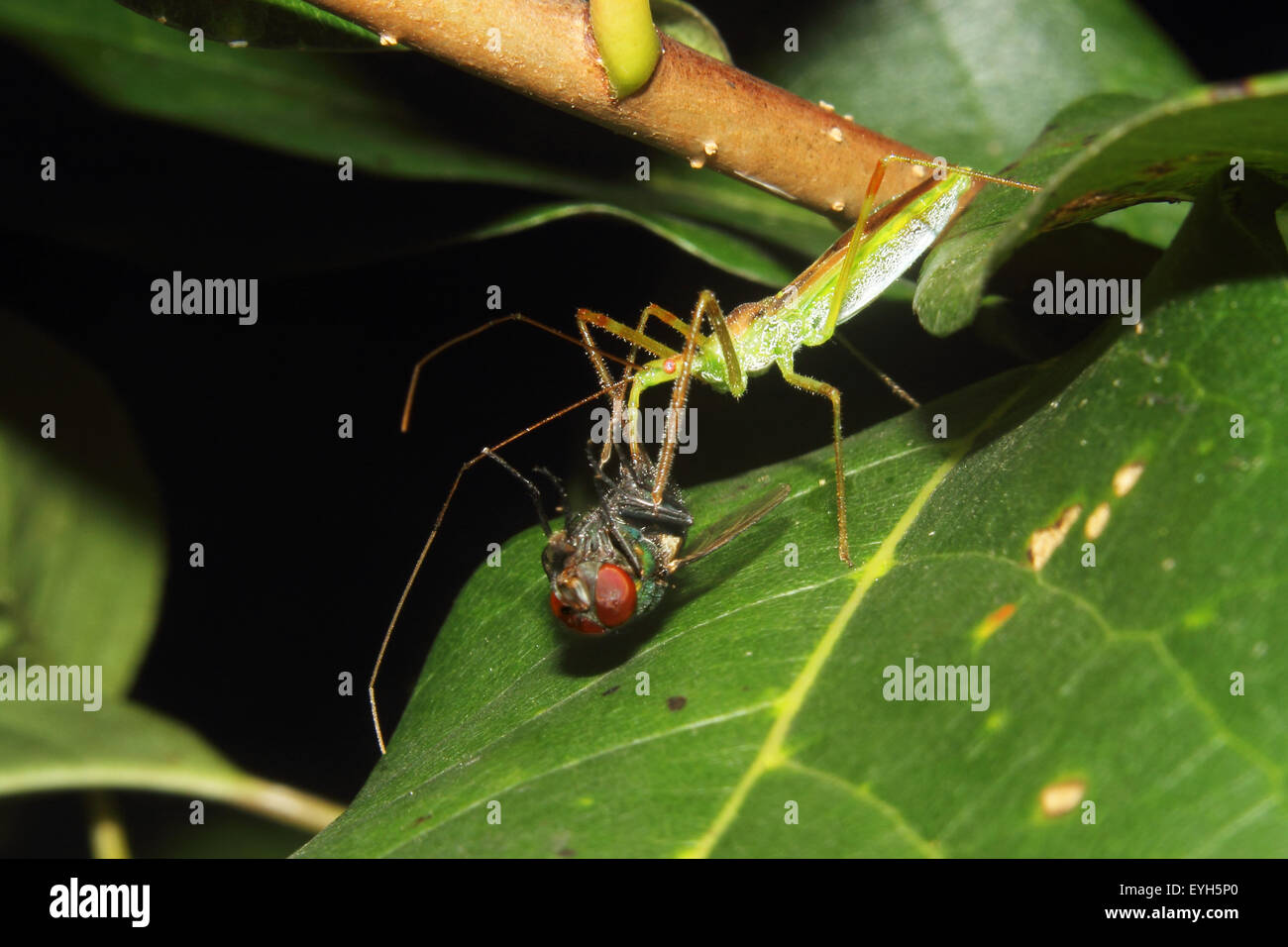 Ein Assassine Bug Fütterung auf eine Fliege. Stockfoto