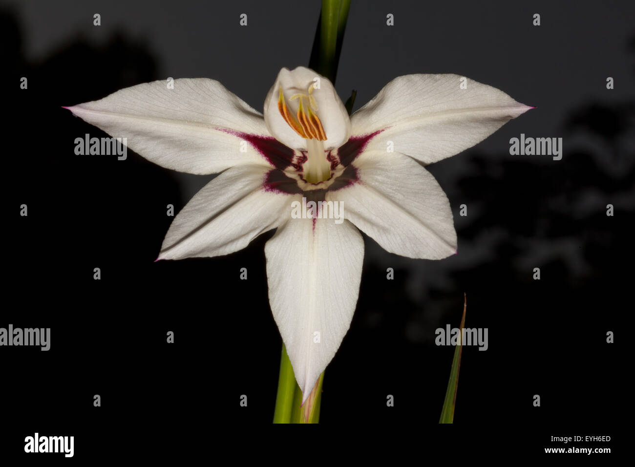 Peacock Orchidee oder Gladiolen acidanthera Stockfoto