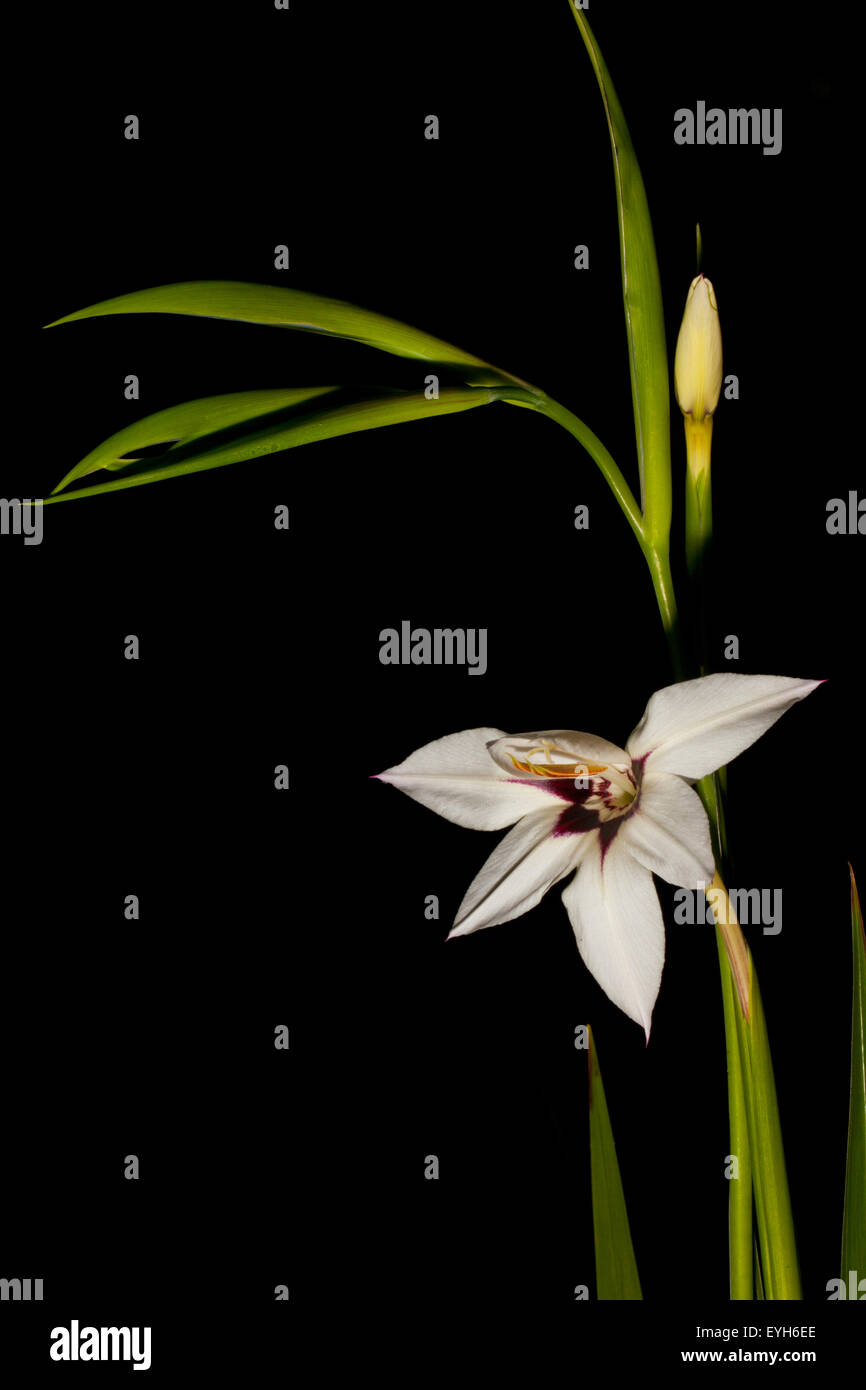 Peacock Orchidee oder Gladiolen acidanthera Stockfoto