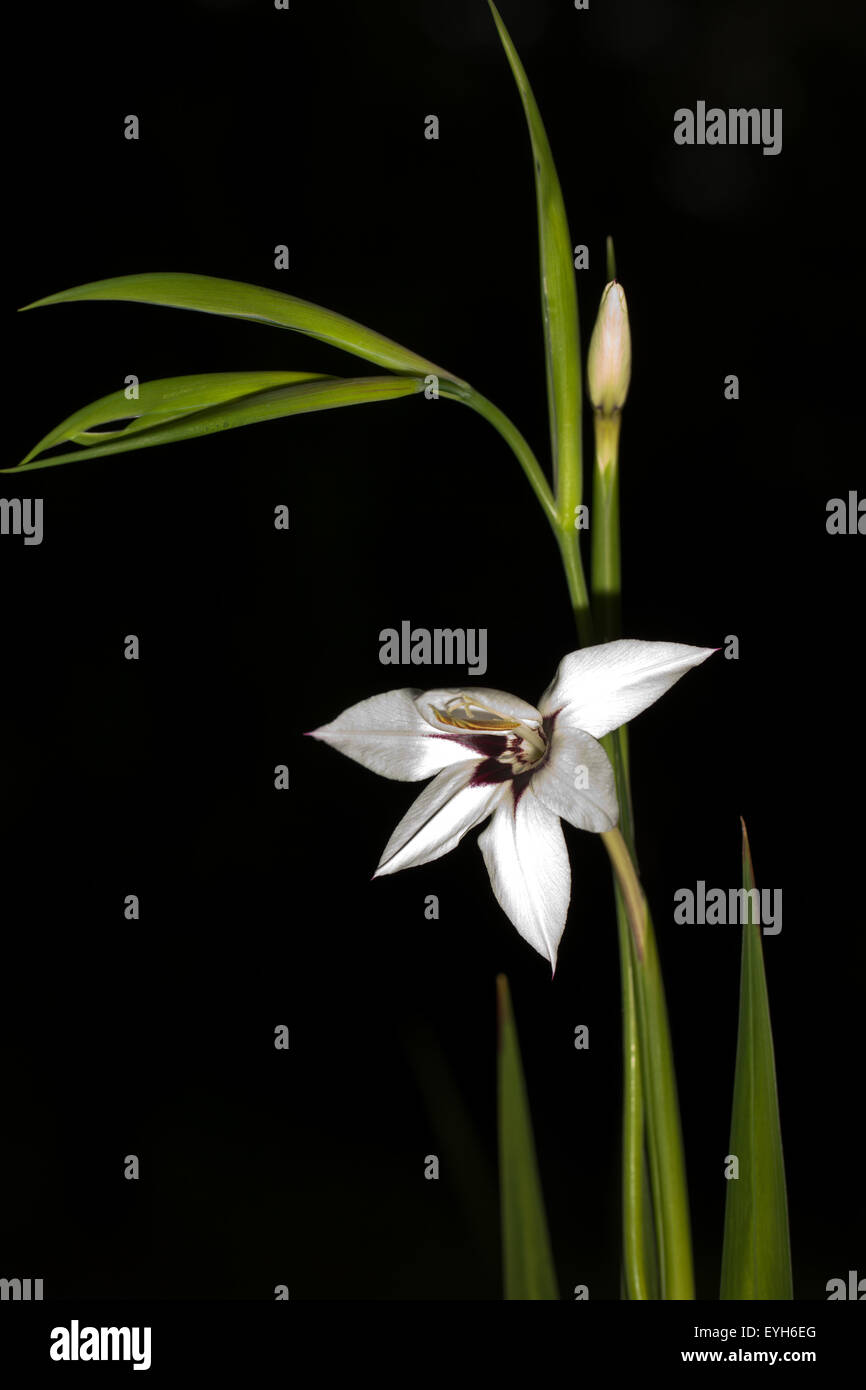 Peacock Orchidee oder Gladiolen acidanthera Stockfoto