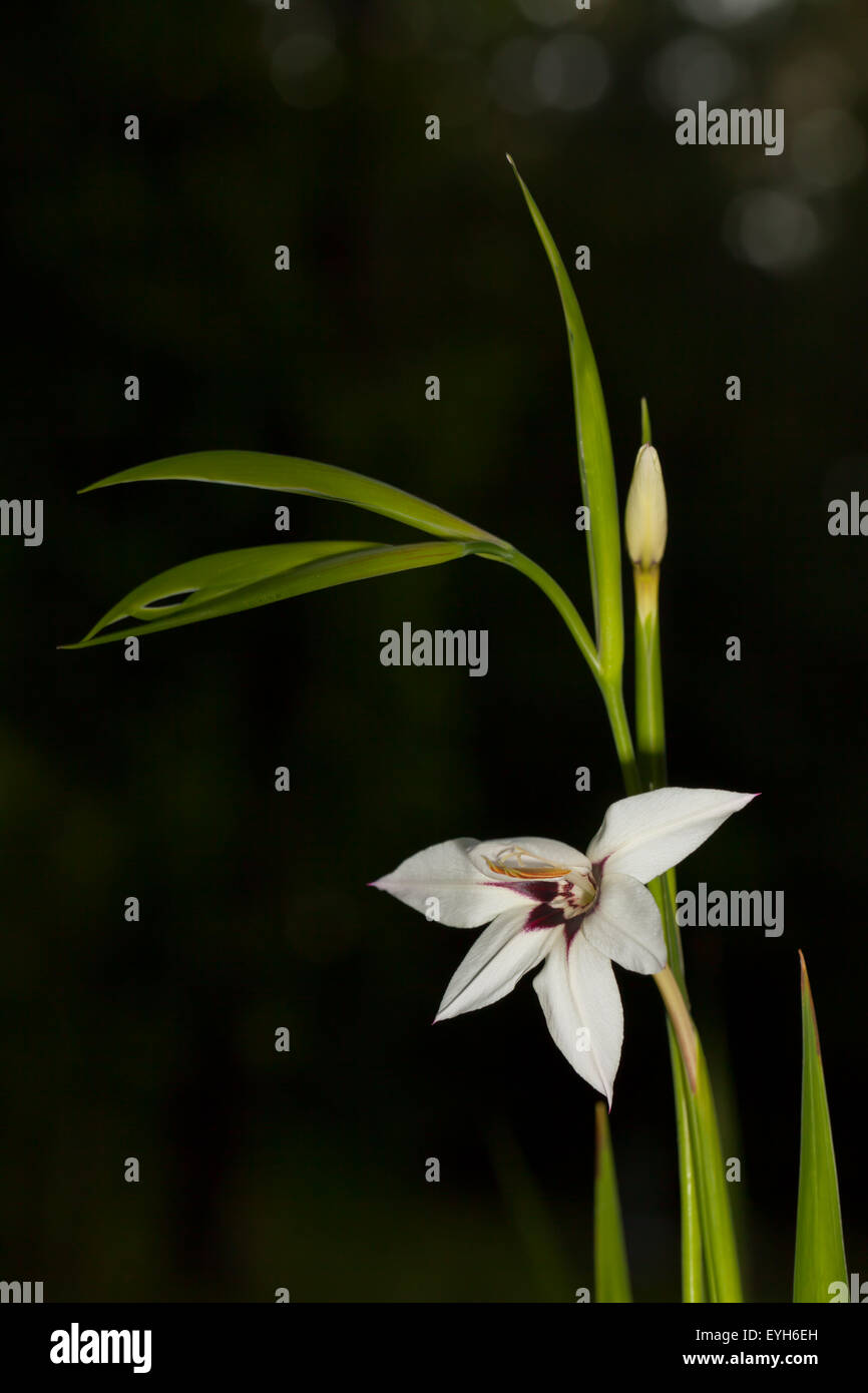 Peacock Orchidee oder Gladiolen acidanthera Stockfoto
