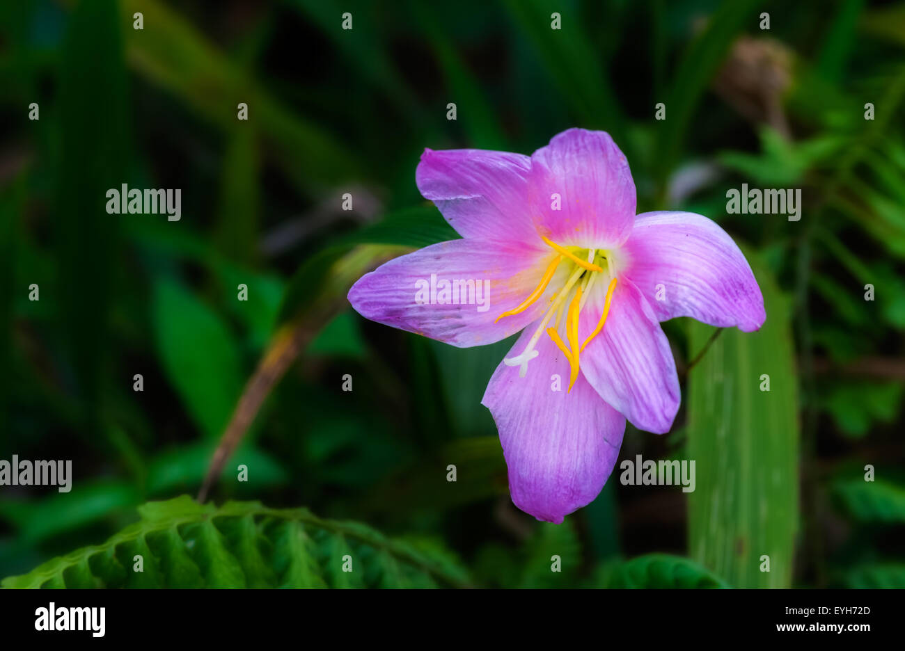 Eine Wildblume hell rosa und gelbe Farben blühen in den Himalaya-Bergen von Nord-Bengalen mit Textfreiraum Stockfoto