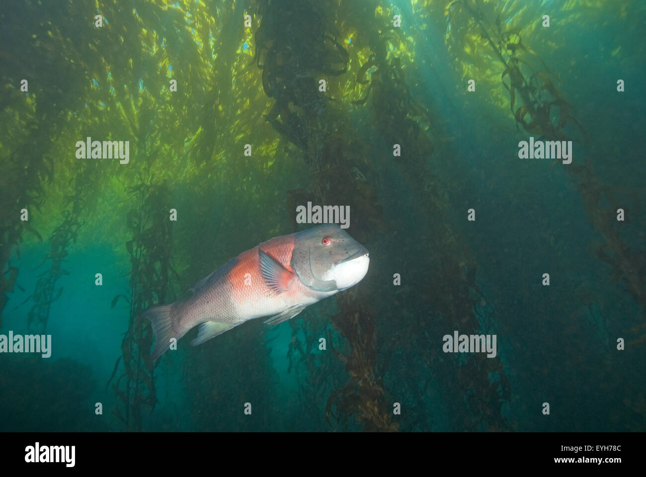 Kalifornien Sheephead Fische schwimmen durch Kelpwald Stockfoto