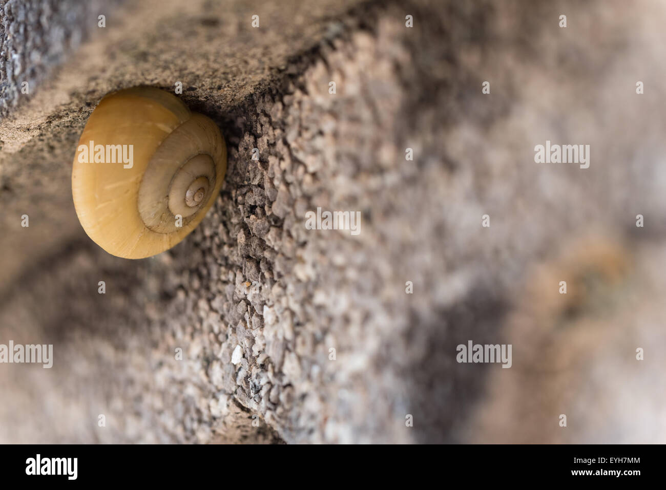Eine Makroaufnahme einer Schnecke sitzt unter dem Rand einer Steinmauer. Stockfoto