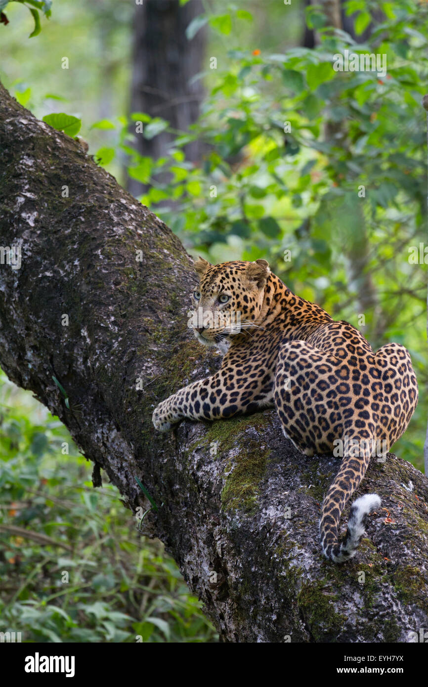 Ein indischer Leopard umarmt einen Baum Stockfoto