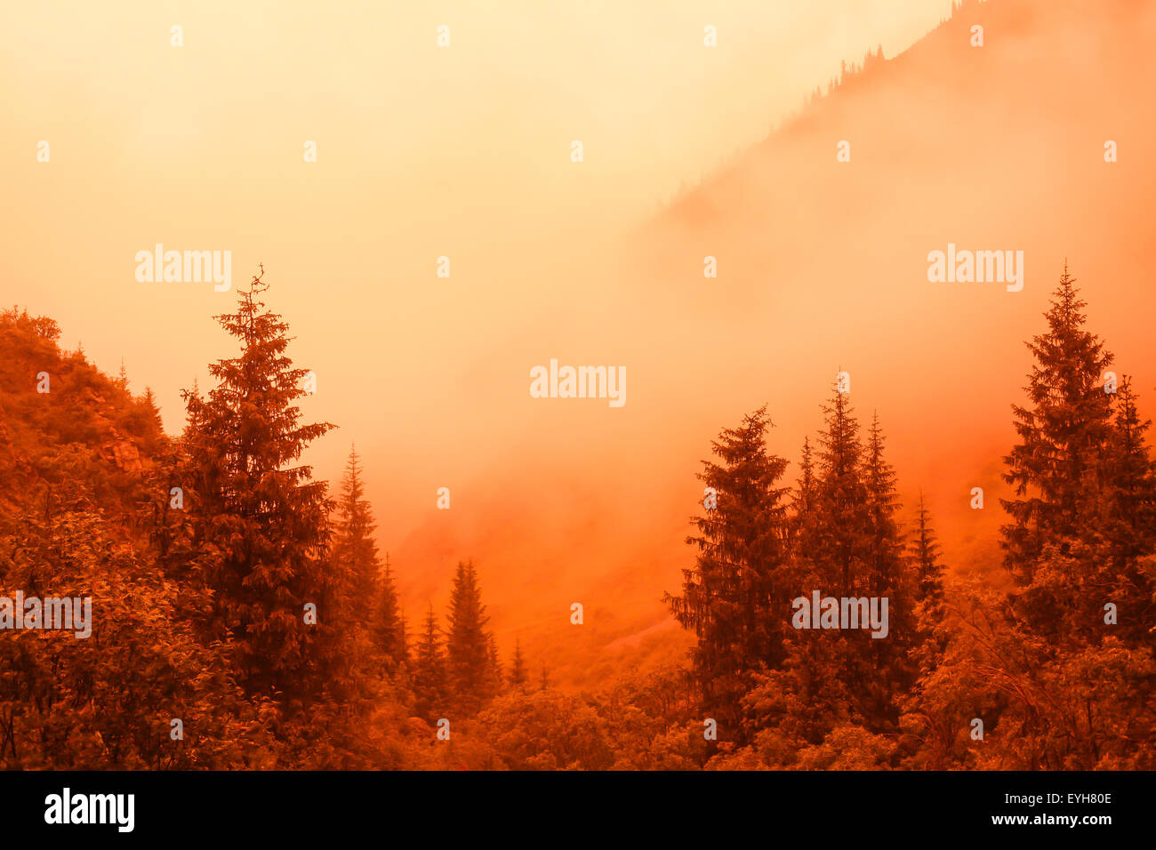 brennenden Wald Stockfoto