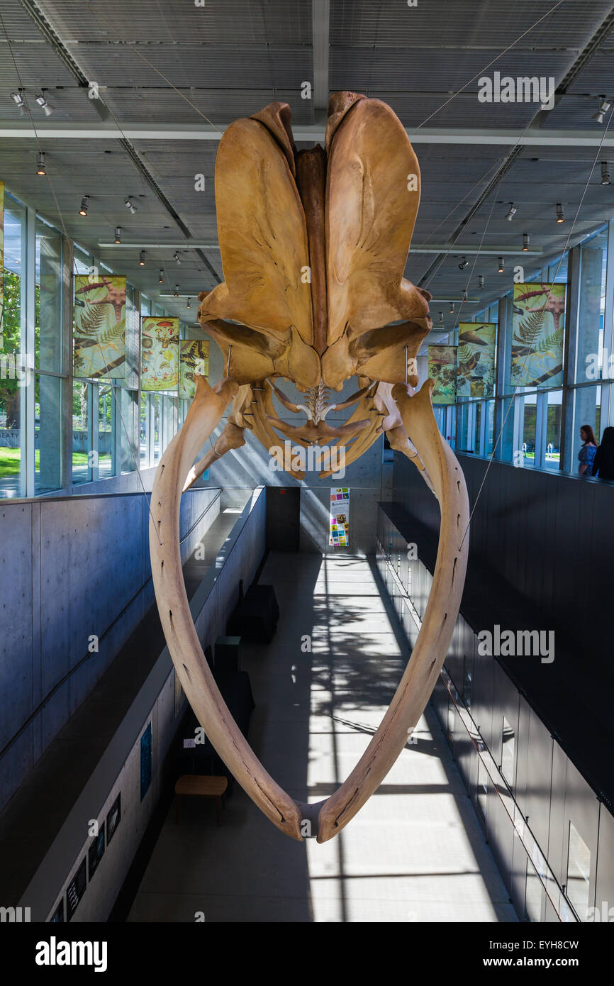 Skelett eines Blauwals am beaty Biodiversität Museum an der Ubc in Vancouver, Kanada Stockfoto