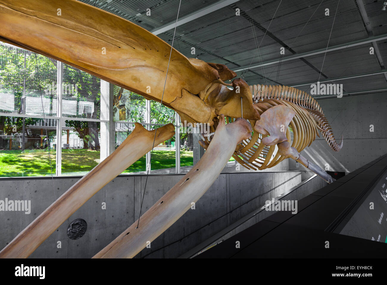 Skelett eines Blauwals am beaty Biodiversität Museum an der Ubc in Vancouver, Kanada Stockfoto