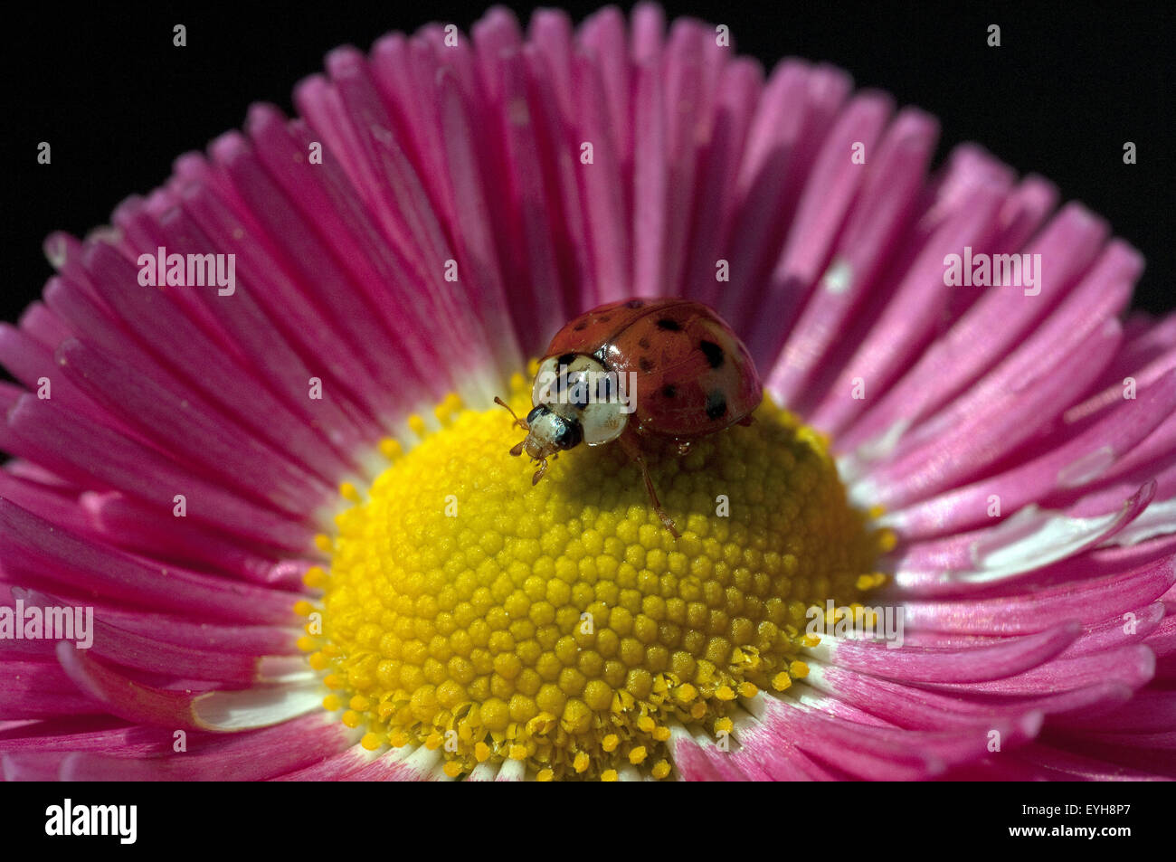 Gaensebluemchen; Marienkaefer; Coccinella; Semptempunctata; 7 Stockfoto