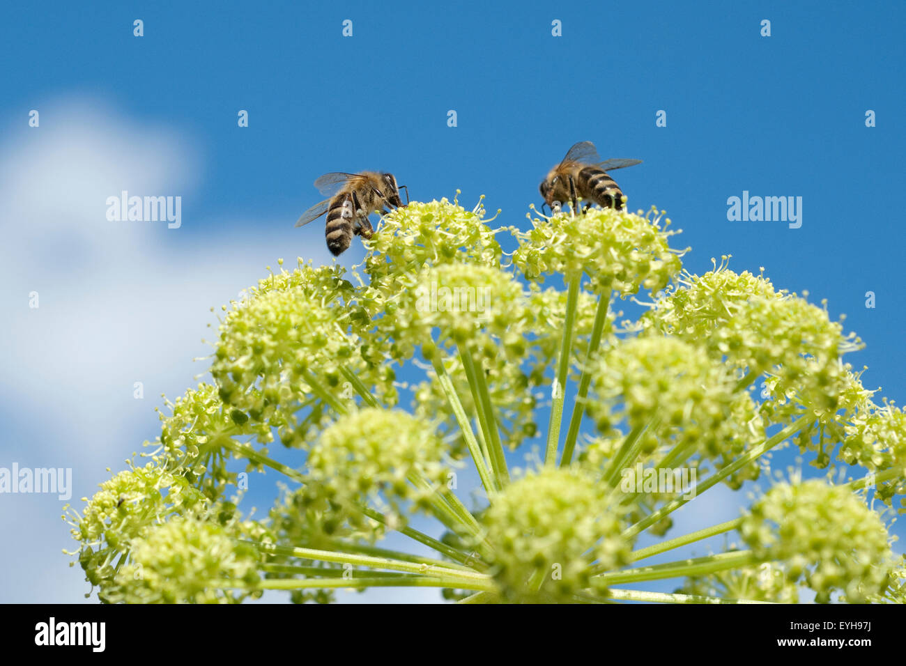 Engelwurz; Angelica; Archangelica; Bienenökologie Stockfoto