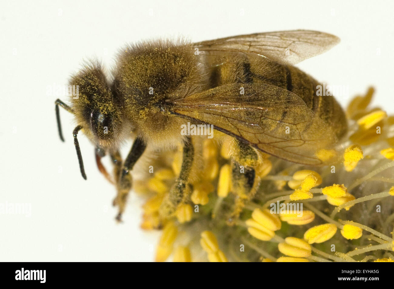 Weidenkaetzchen; Biene; Pollenhoeschen; Stockfoto