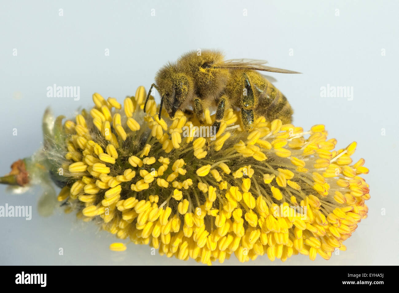 Weidenkaetzchen; Biene; Pollenhoeschen; Stockfoto