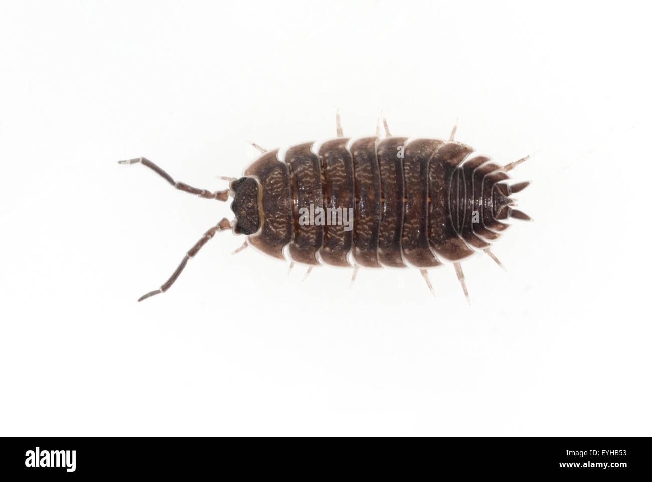 Kellerassel; Porcellio Scaber; Stockfoto