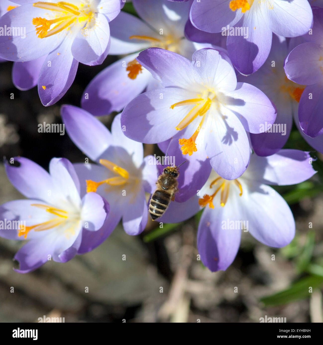 Krokus, Biene; Pollenhoeschen; APIs; Mellifera; Stockfoto