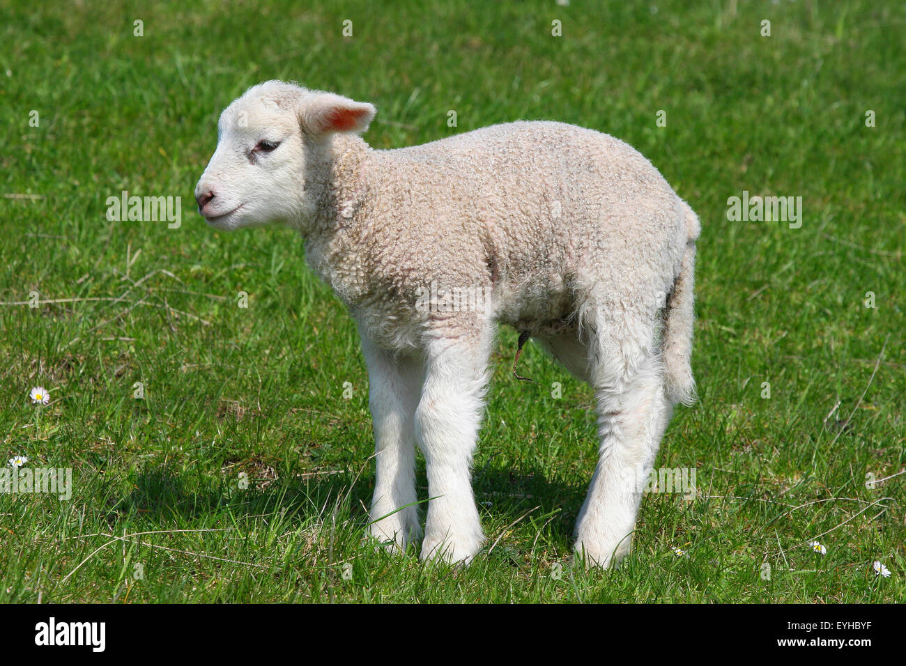 Schafe (Ovis Ammon f.aries), Lamm, Schleswig-Holstein, Deutschland Stockfoto