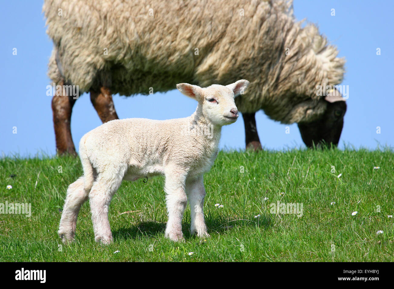 Schafe (Ovis Ammon f.aries), Lamm und Schaf, Schleswig-Holstein, Deutschland Stockfoto