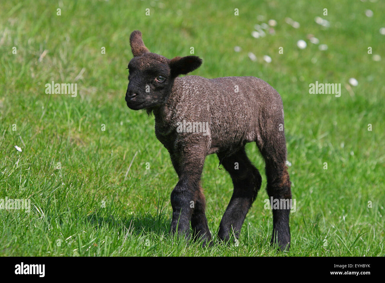Schwarze Schafe (Ovis Ammon f.aries), Lamm, Schleswig-Holstein, Deutschland Stockfoto