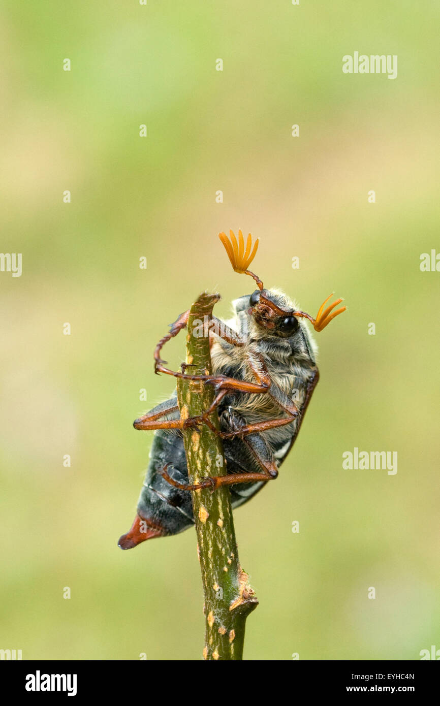 Maikaefer; Melolontha; Stockfoto