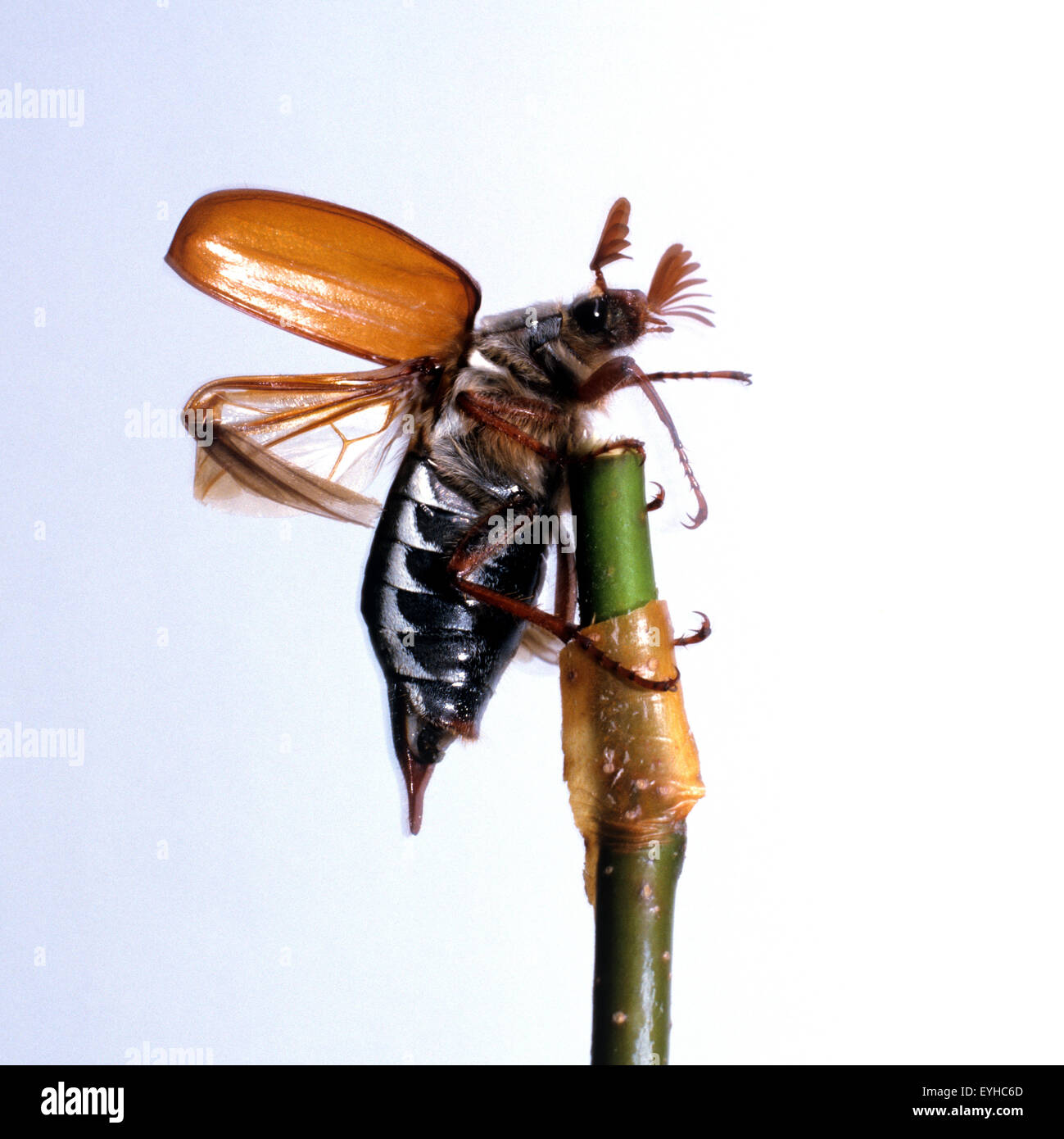 Maikaefer, Melolontha, Melolontha, Maennlich, Stockfoto