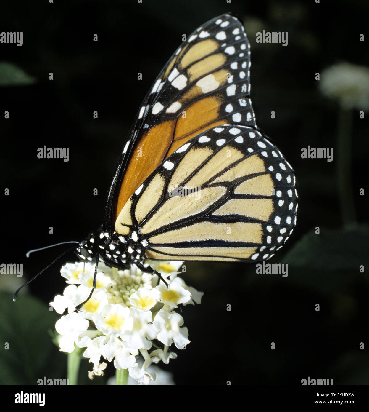 Monarch, Monarchfalter, Danaus Plexippus, Wandert von Nordamerika Und Kanada Nach Florida, Mexiko Und Kalifornien, Exotischer Sc Stockfoto