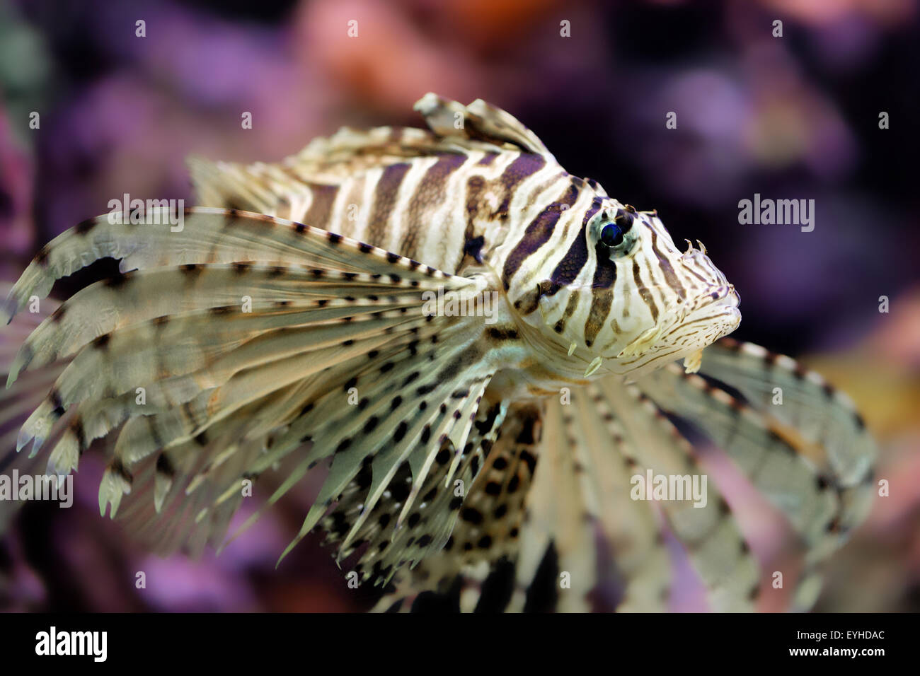 Roten Rotfeuerfisch Pterois volitans Stockfoto