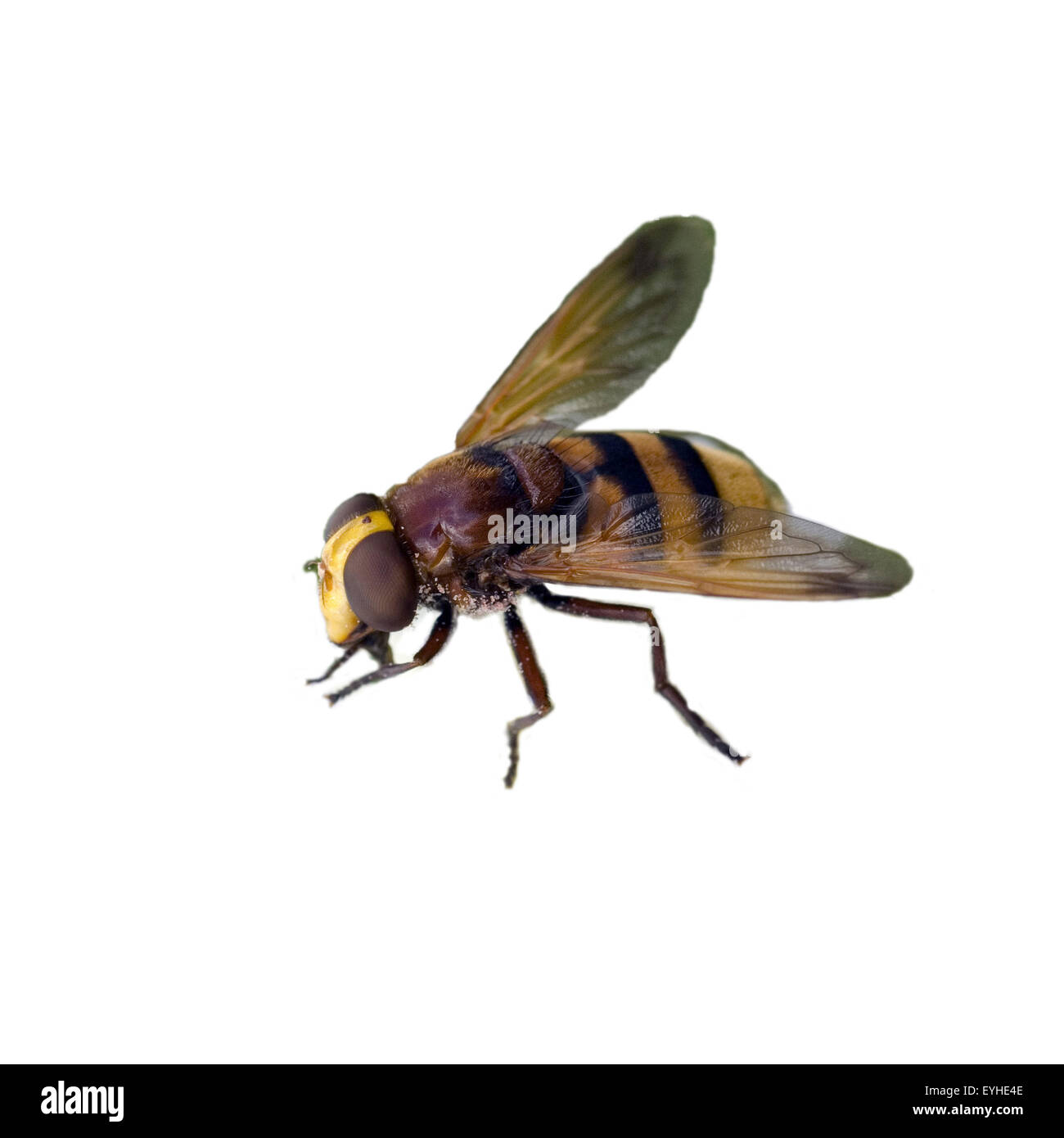 Schwebfliegen, Scaeva Pyrastri, Stehfliegen, Schwirrfliegen, Stockfoto