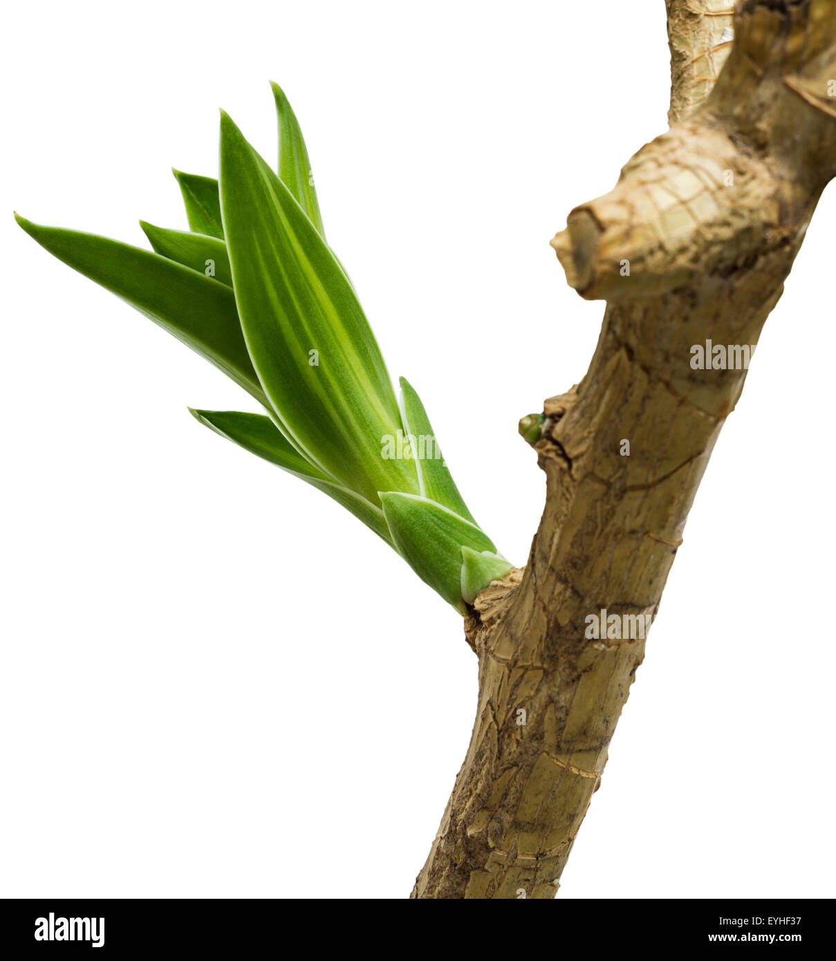 "Song of Jamaica" Pflanze, isoliert auf weißem Hintergrund und Clipping-Pfad Stockfoto