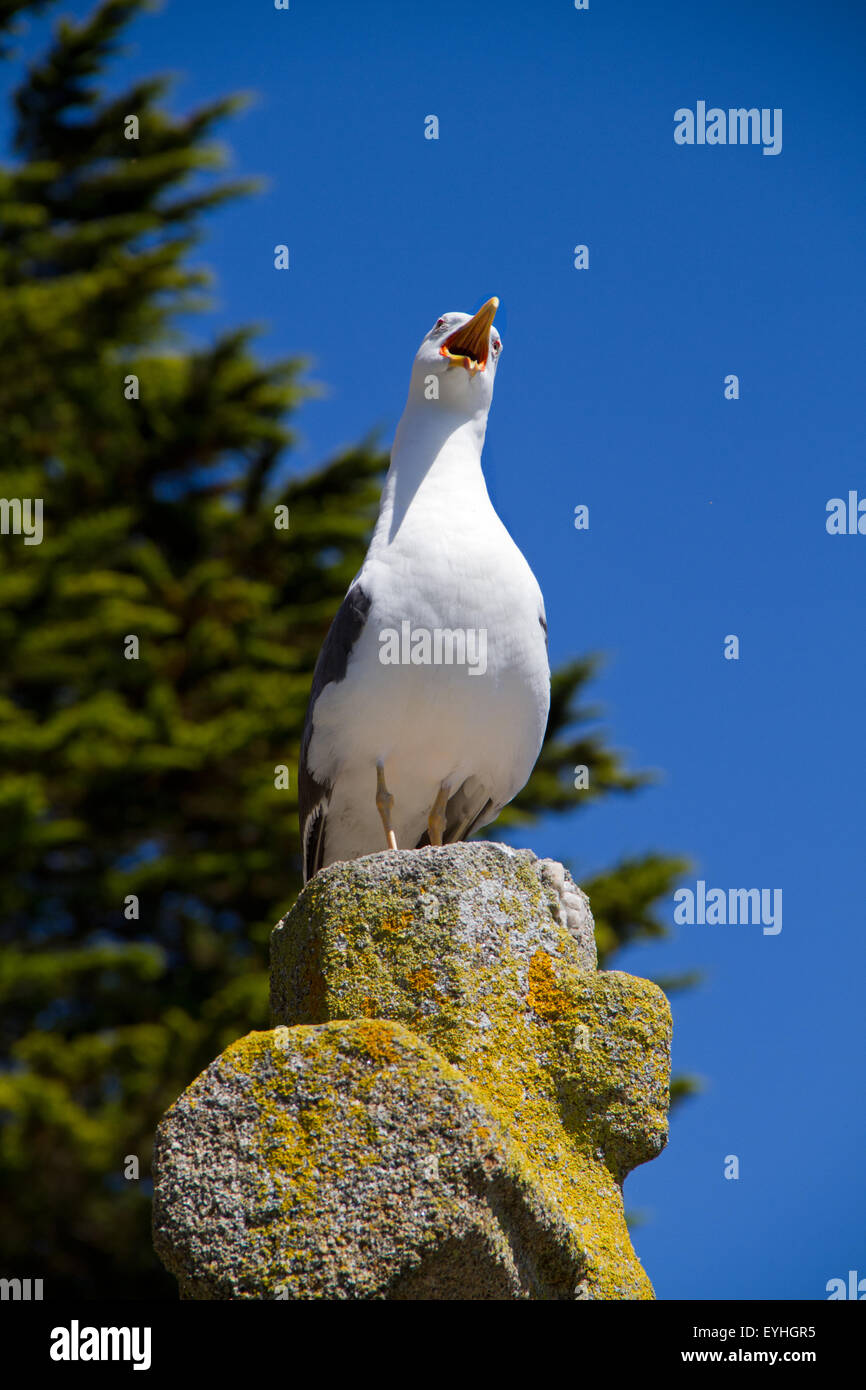 Möwe auf ein altes steinernes Kreuz, Weinen Stockfoto