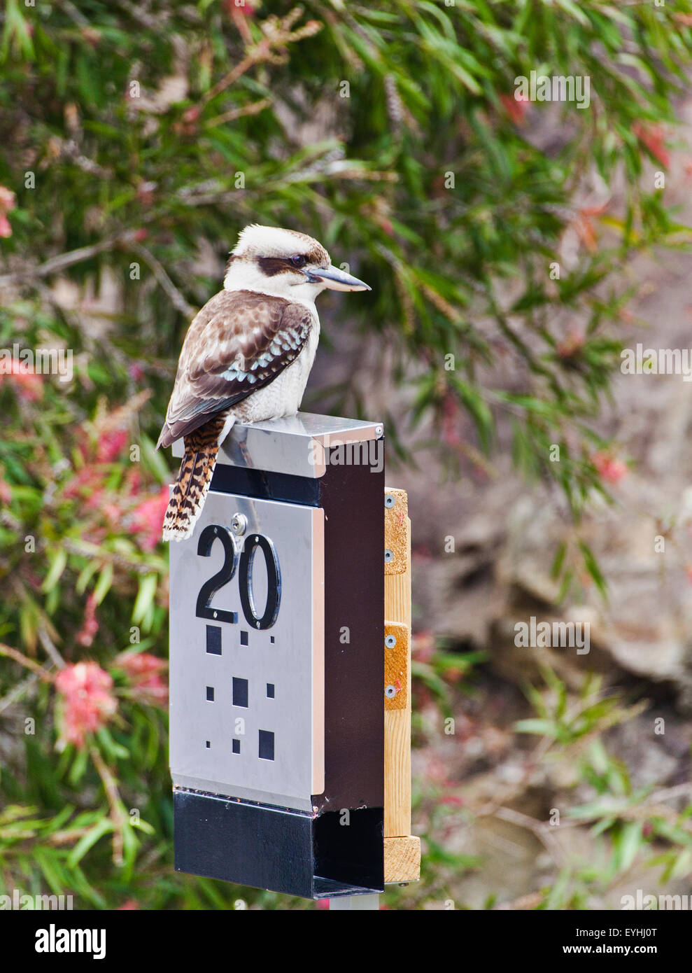 Australien, Kookaburra auf einem Brief box Barsch Stockfoto