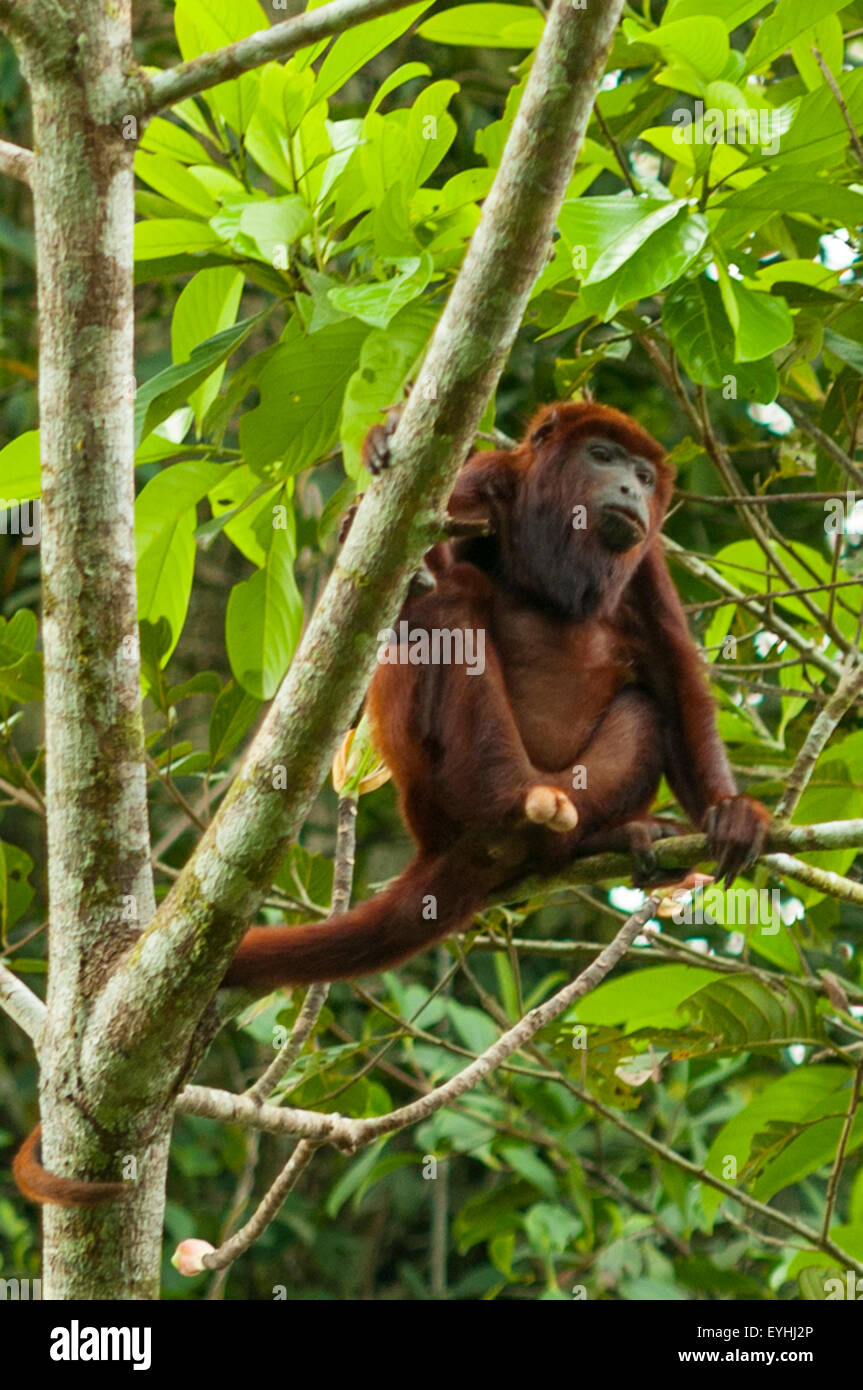 Alouatta Seniculus, rote Brüllaffen, Napo Fluss, Ecuador Stockfoto